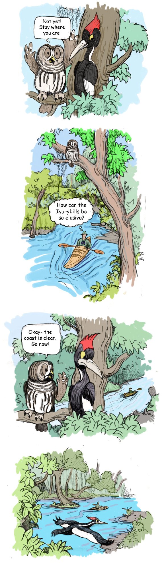 Cartoon Bird Watcher